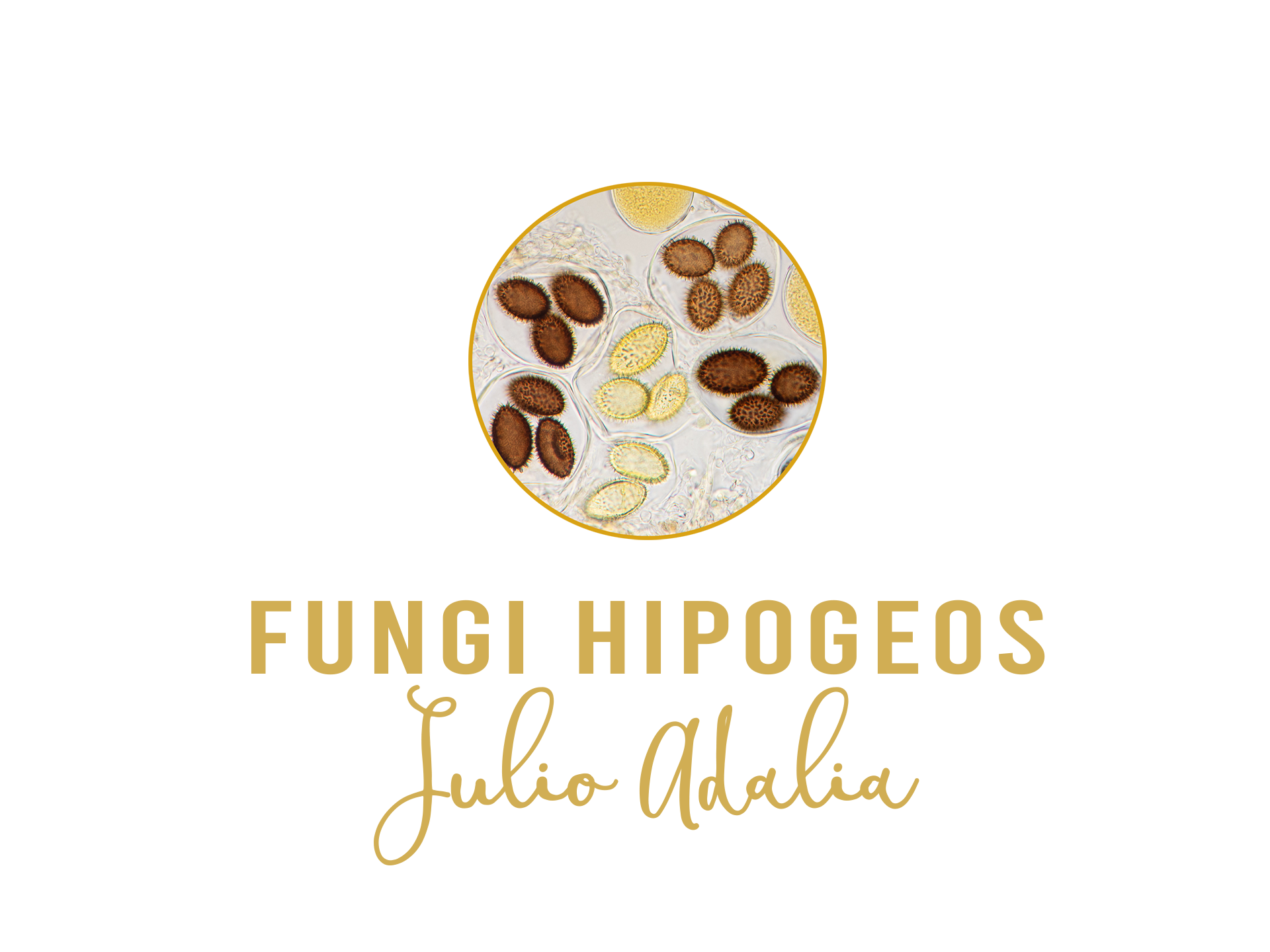 Fungi hipogeos