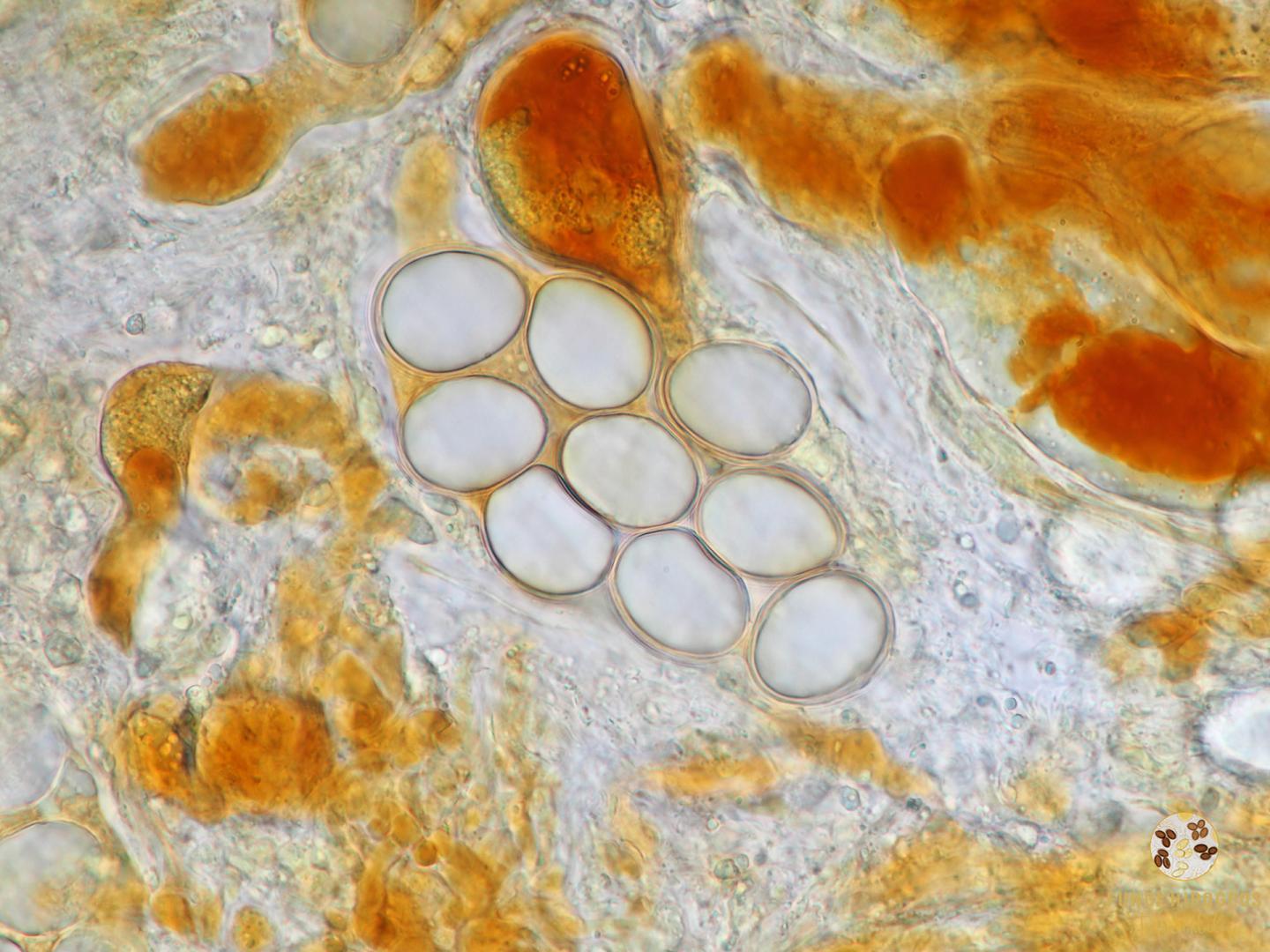 Imagen de portada 325