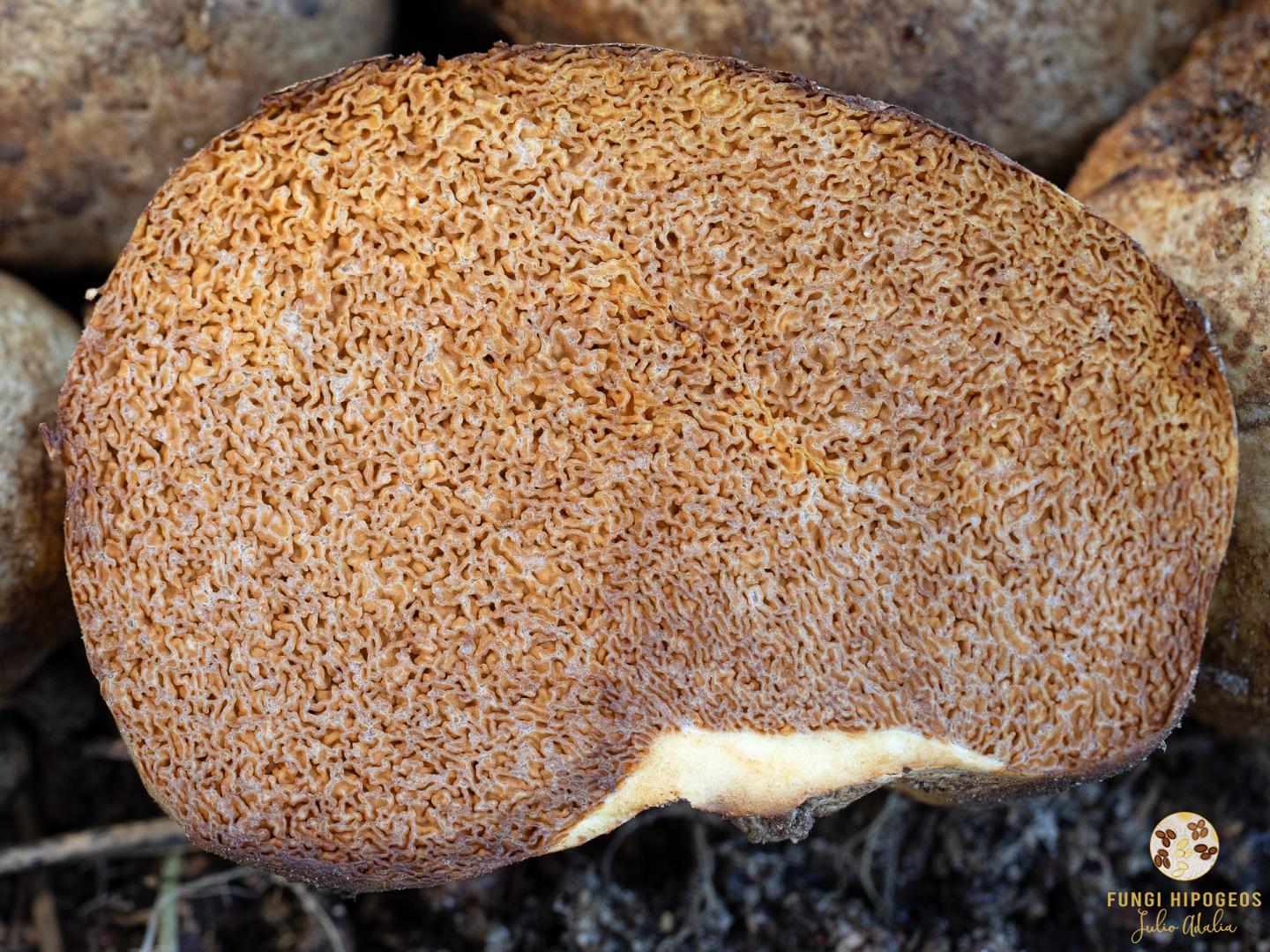 Imagen de portada 1484