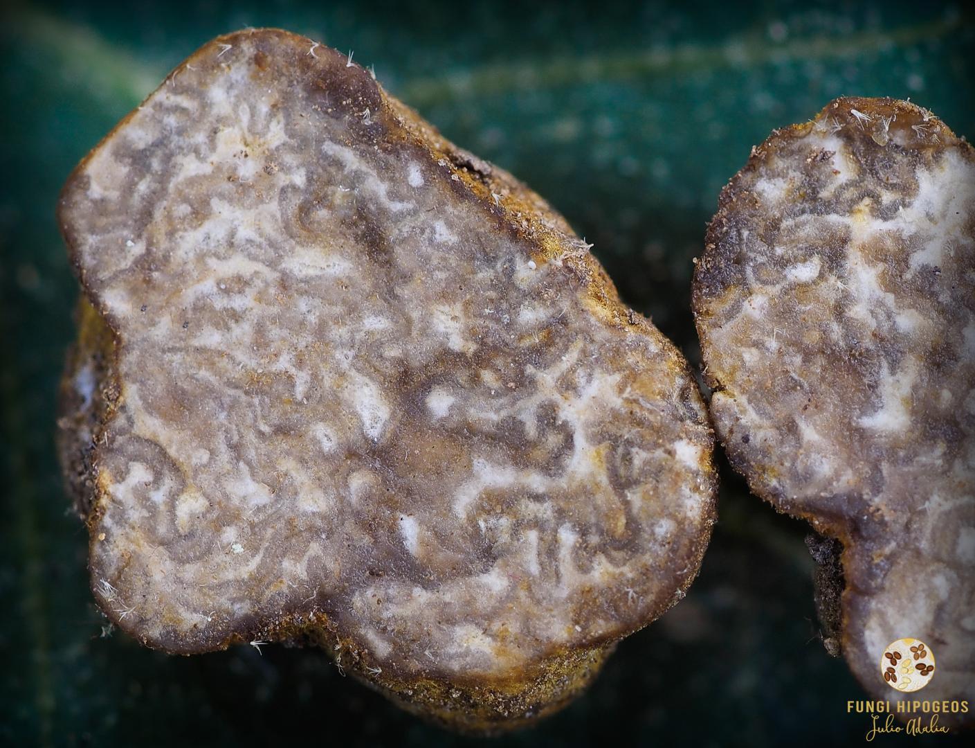 Imagen de portada 350