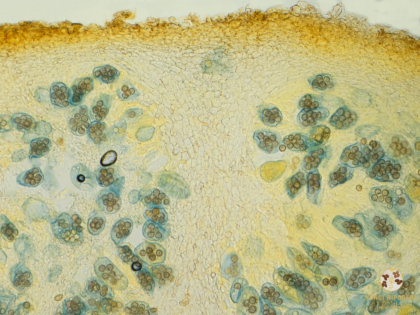 Imagen de portada 351