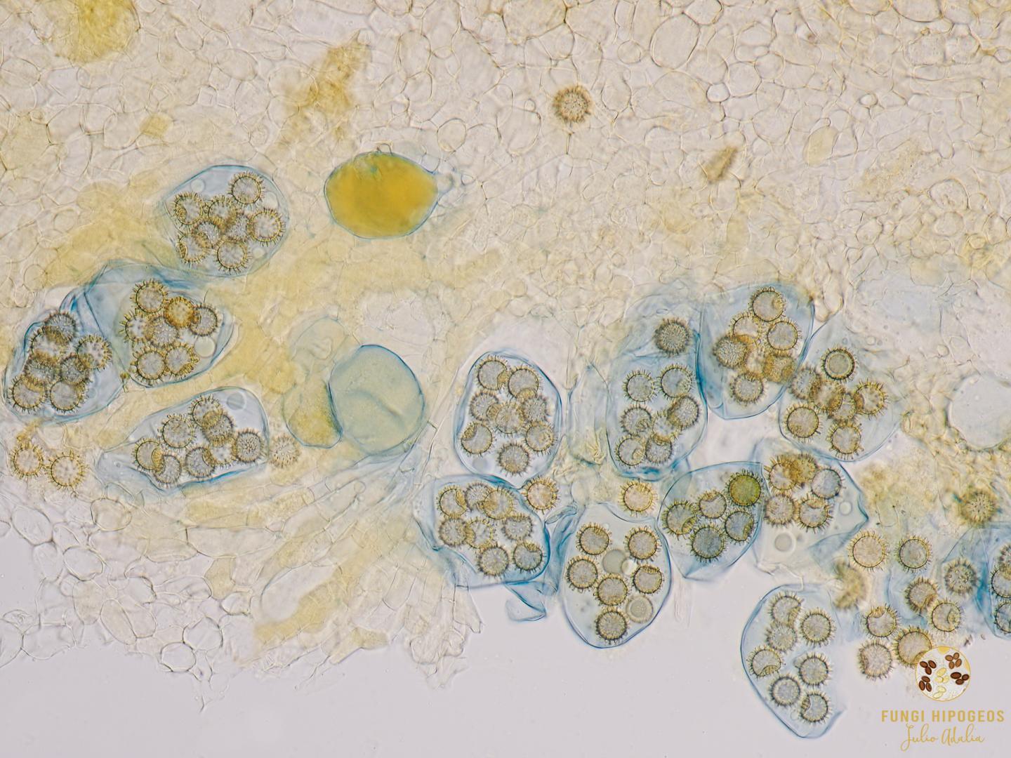 Imagen de portada 352