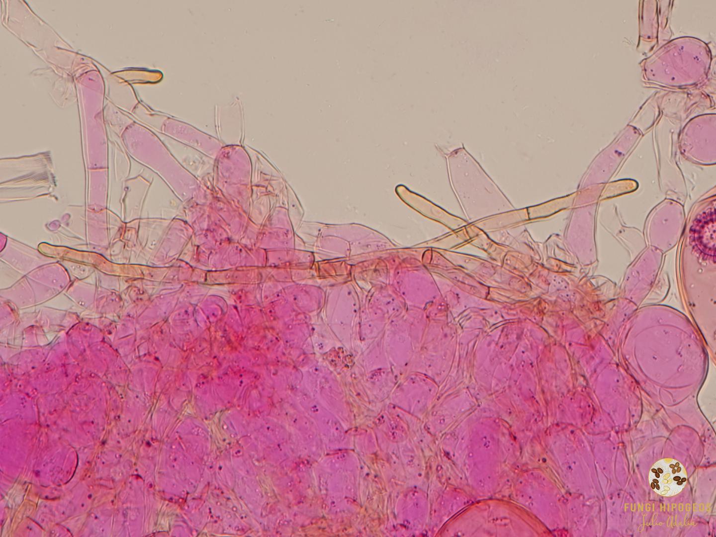 Imagen de portada 353