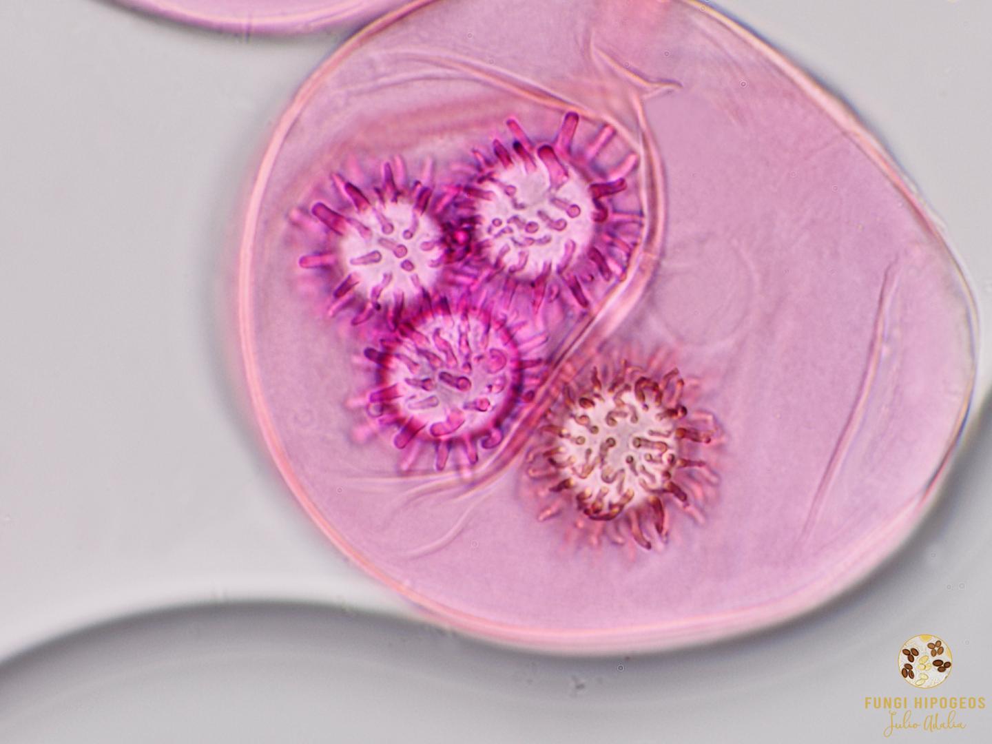 Imagen de portada 354