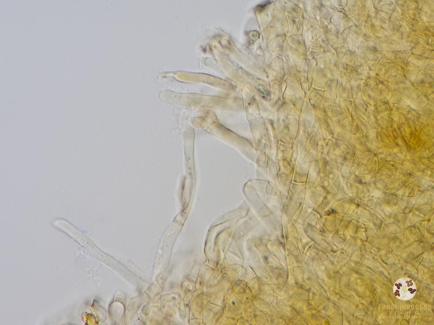 Imagen de portada 355