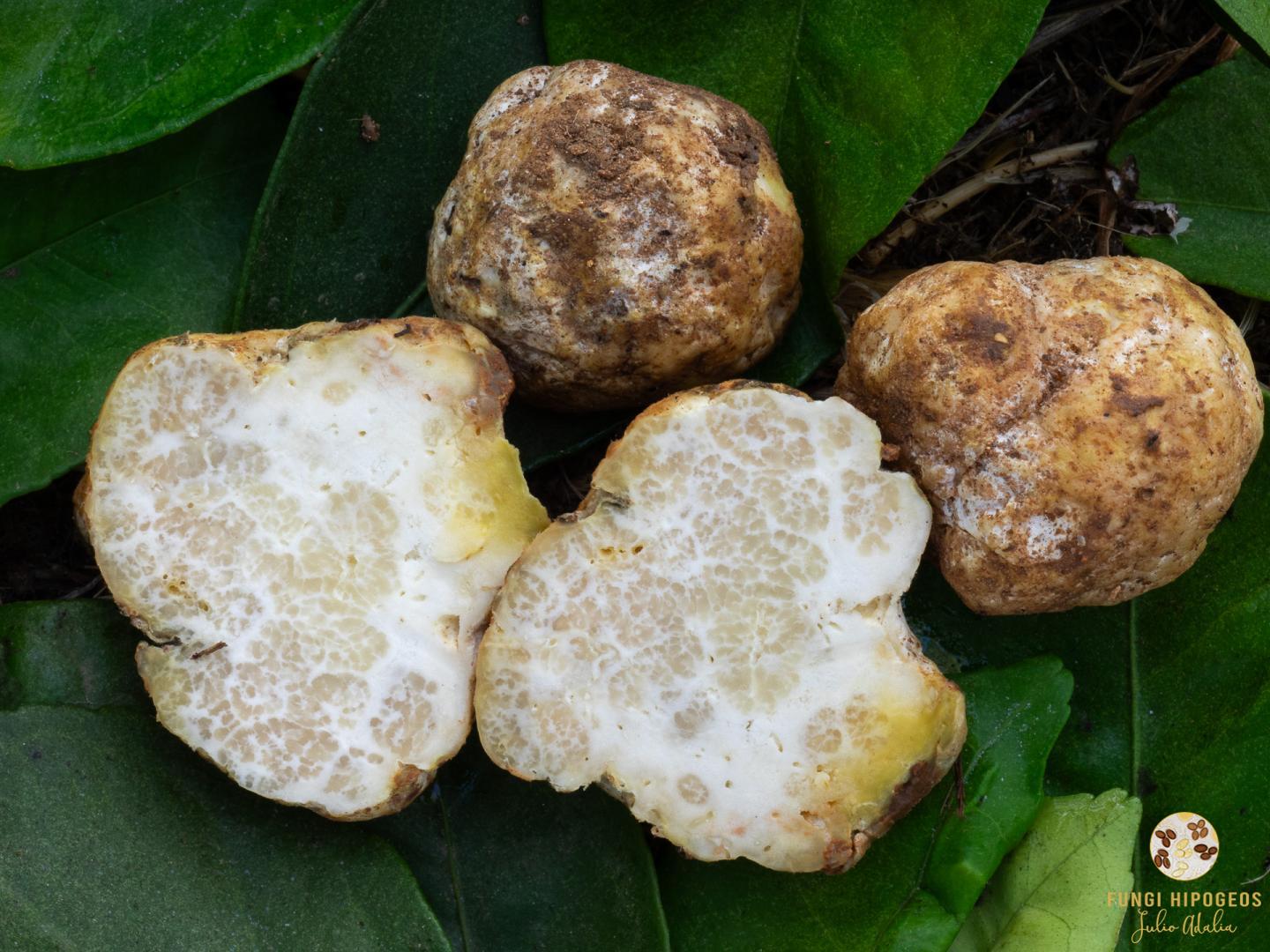 Imagen de portada 359