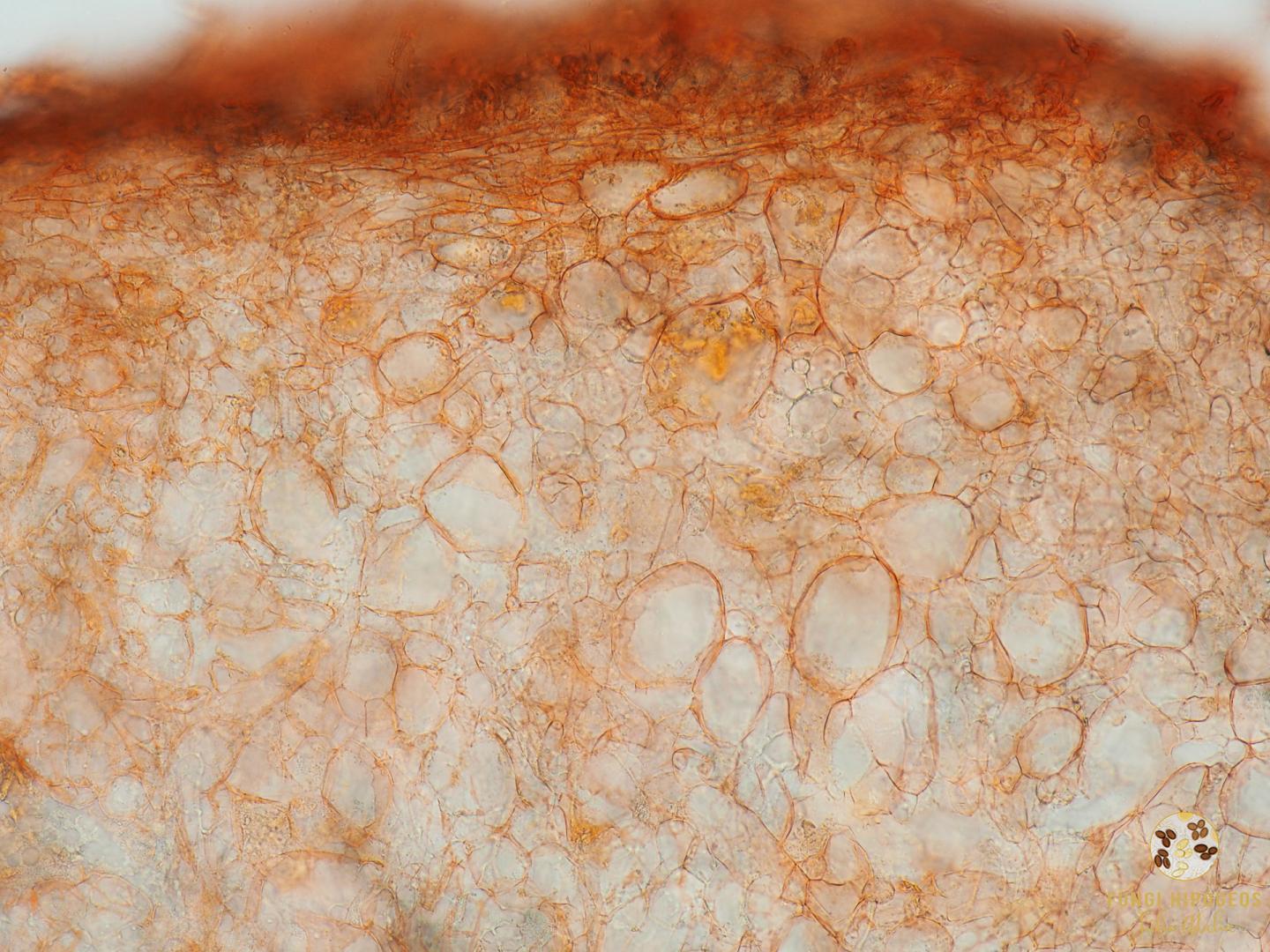 Imagen de portada 361