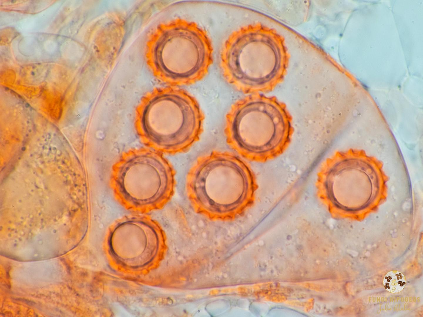 Imagen de portada 362