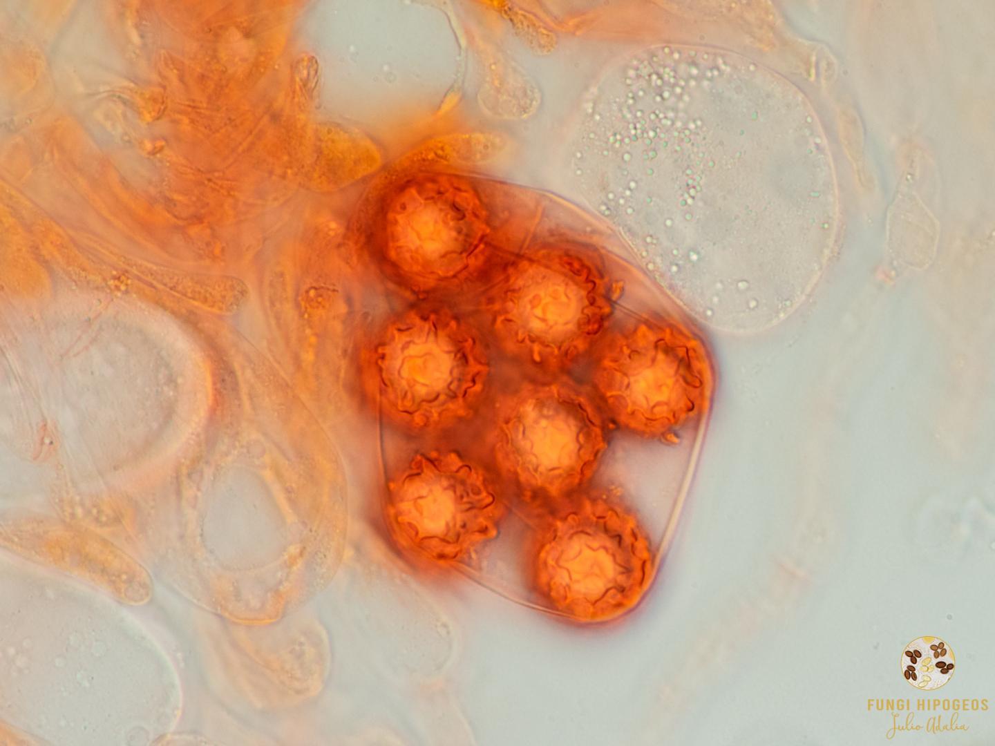 Imagen de portada 363