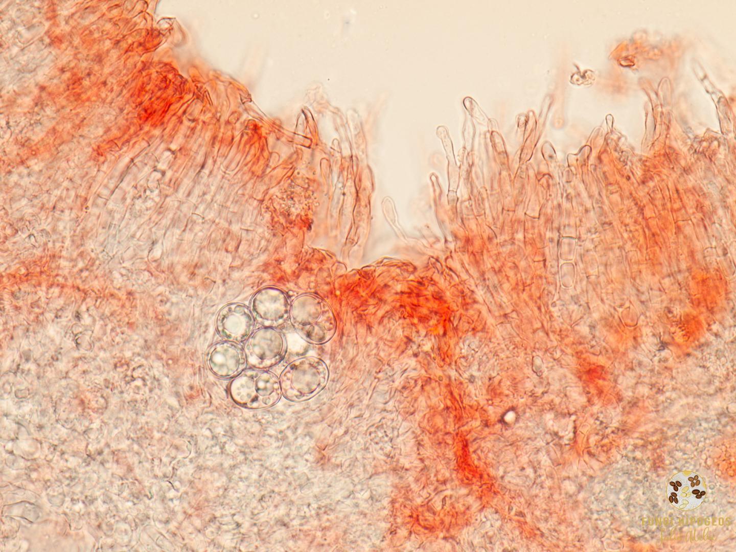 Imagen de portada 311