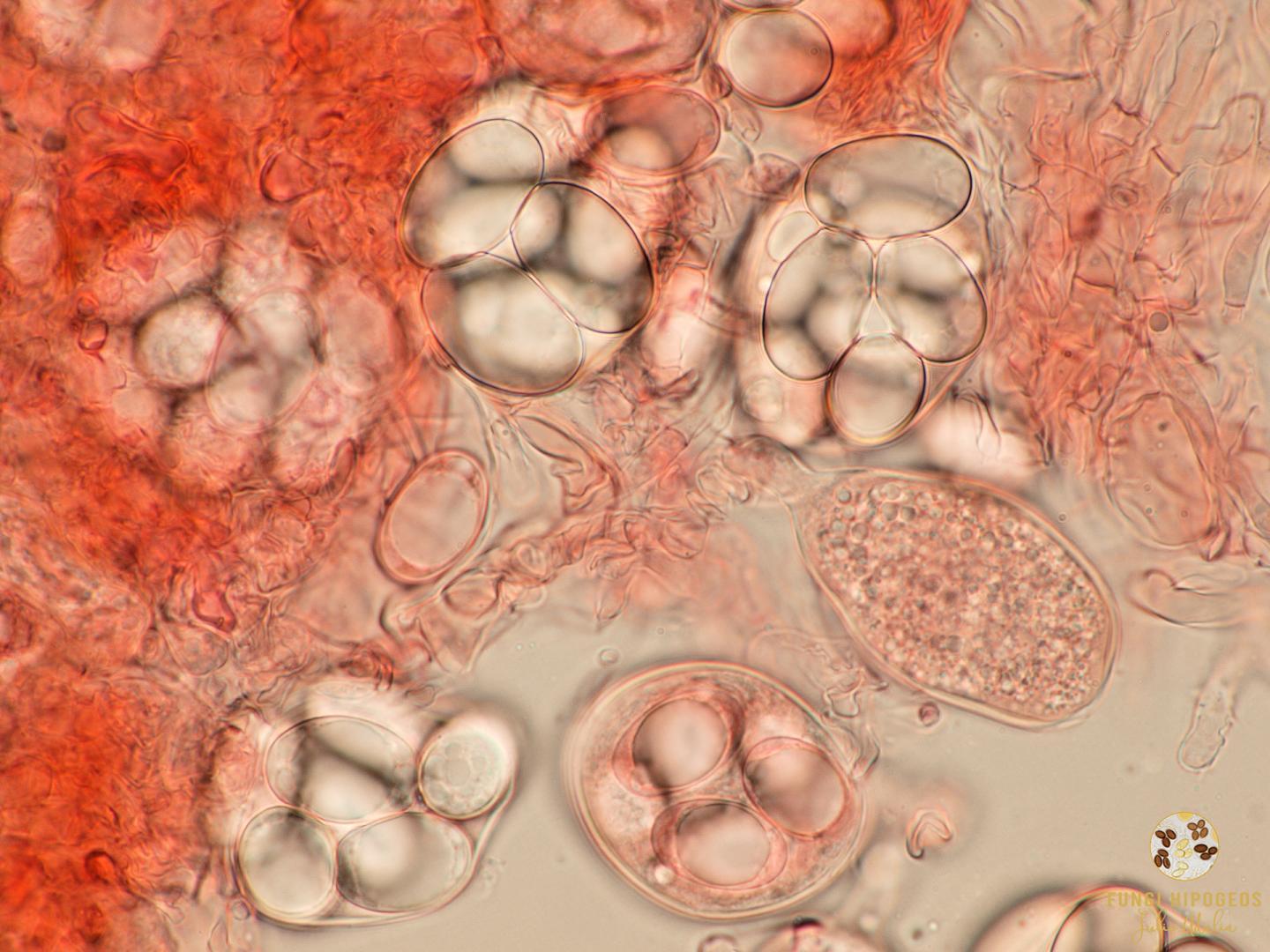 Imagen de portada 312