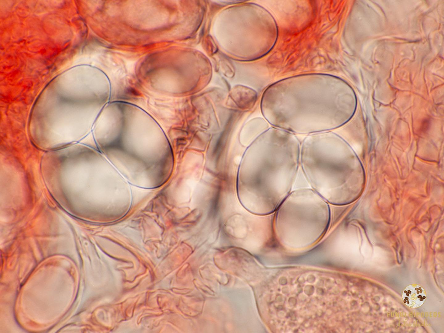 Imagen de portada 313