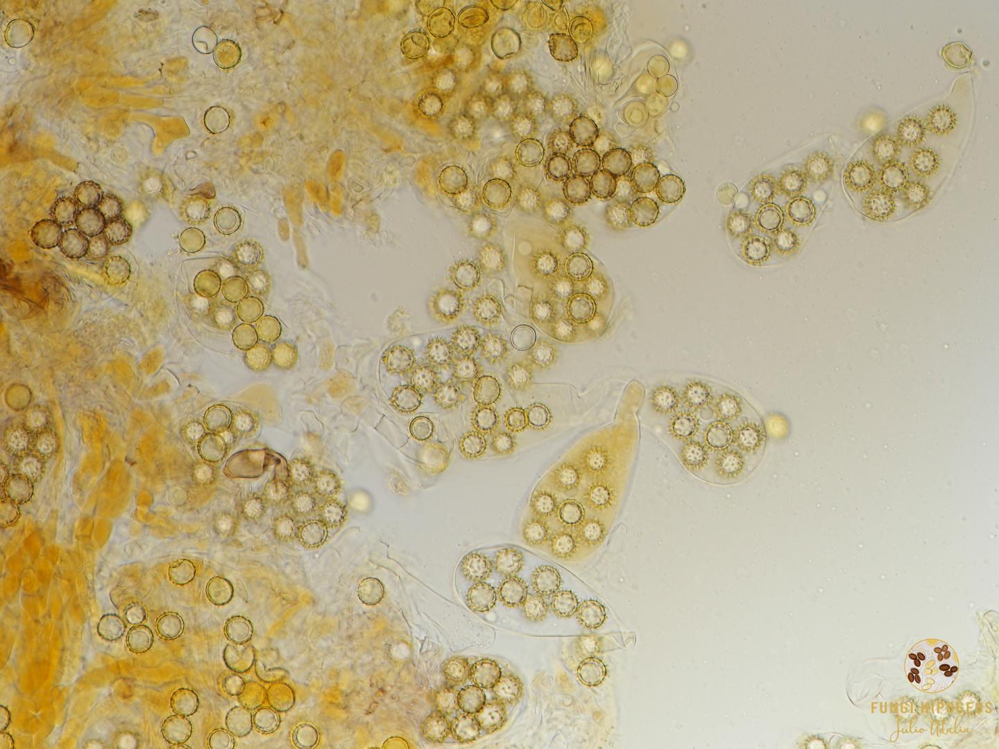 Imagen de portada 332