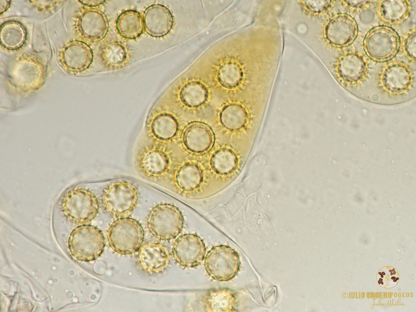 Imagen de portada 335