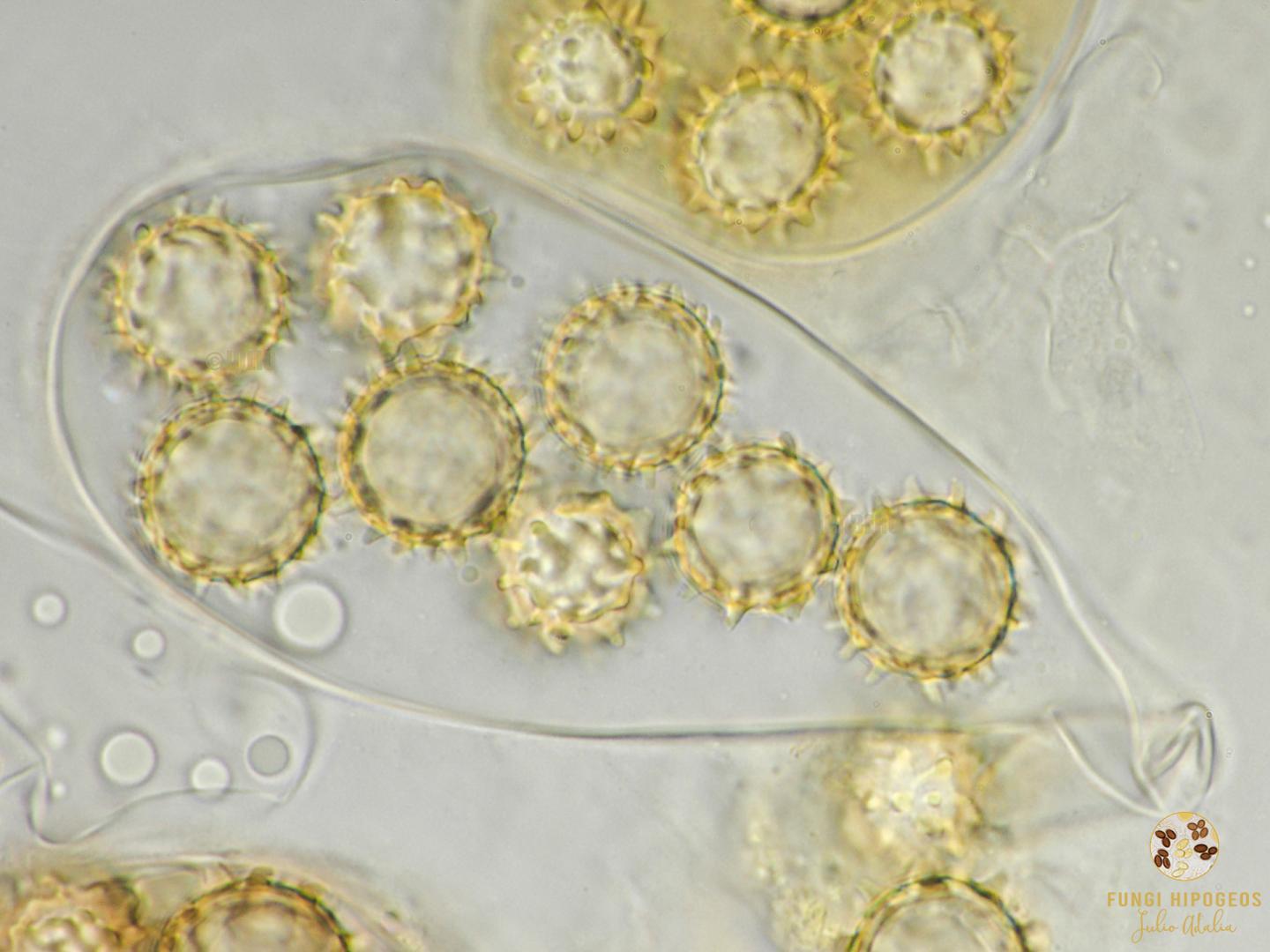 Imagen de portada 336