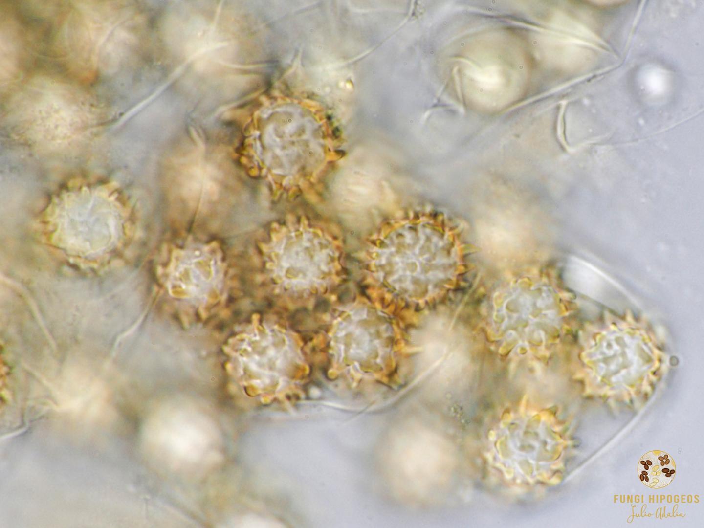 Imagen de portada 337