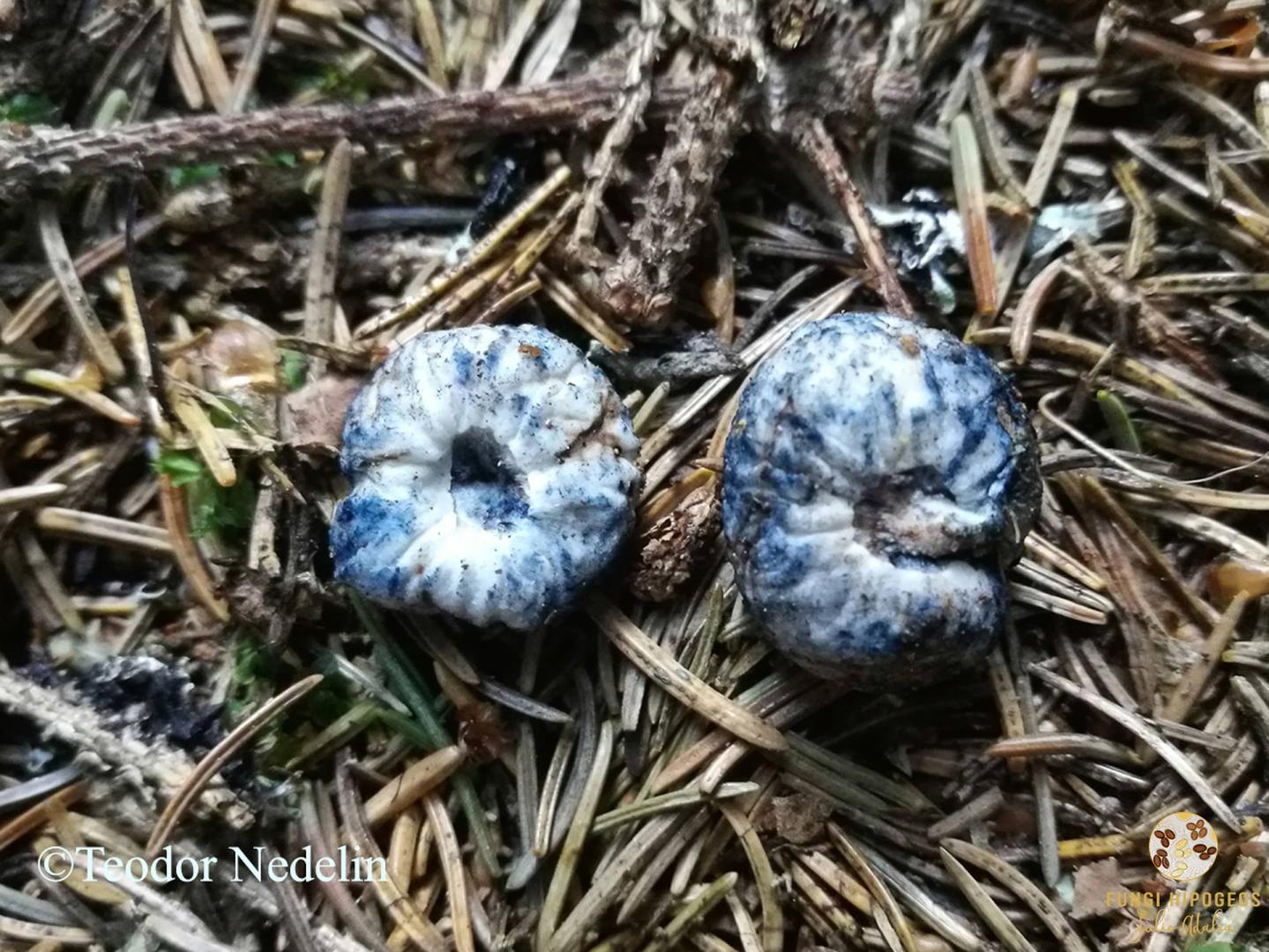 Foto cedida por Teodor Nedelin