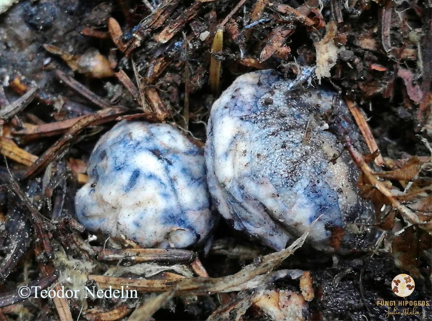 Foto cedida por Teodor Nedelin