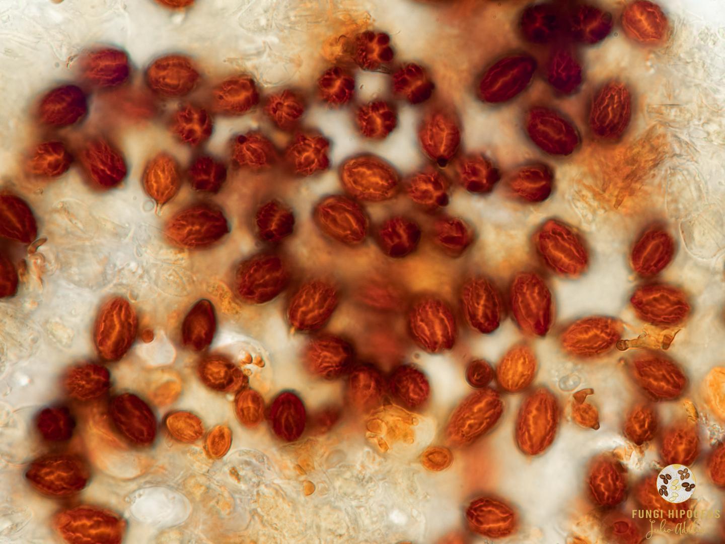 Imagen de portada 1136