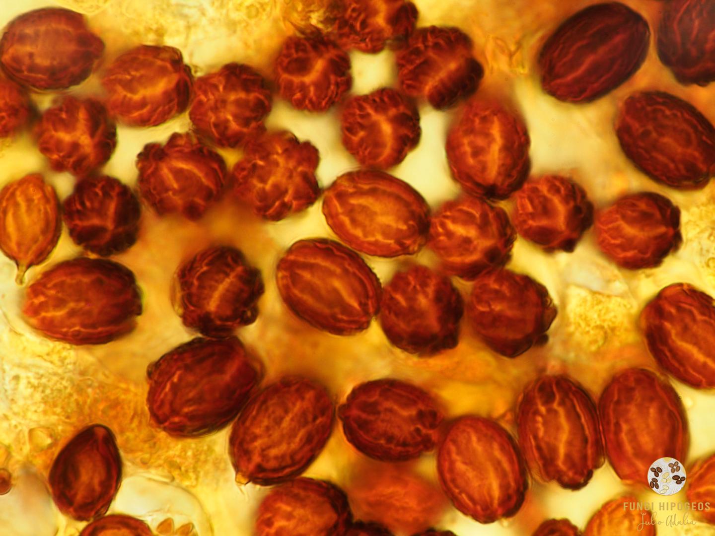 Imagen de portada 1137