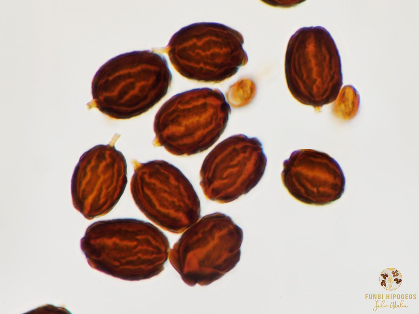 Imagen de portada 1138