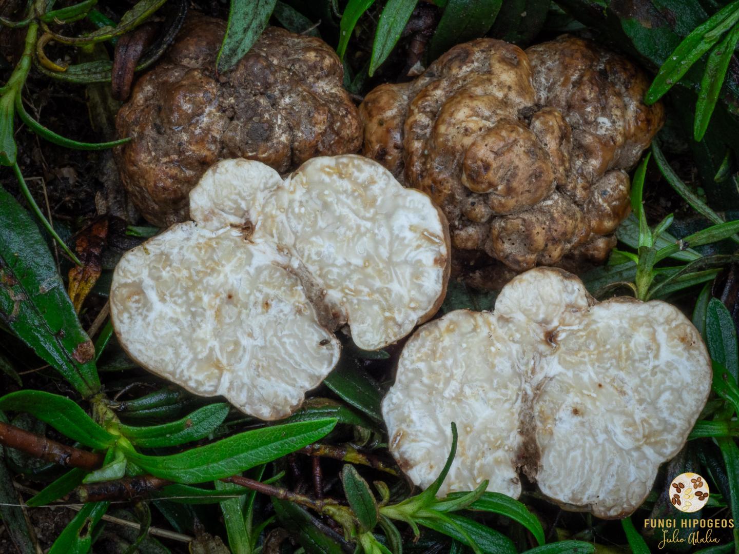 Imagen de portada 642