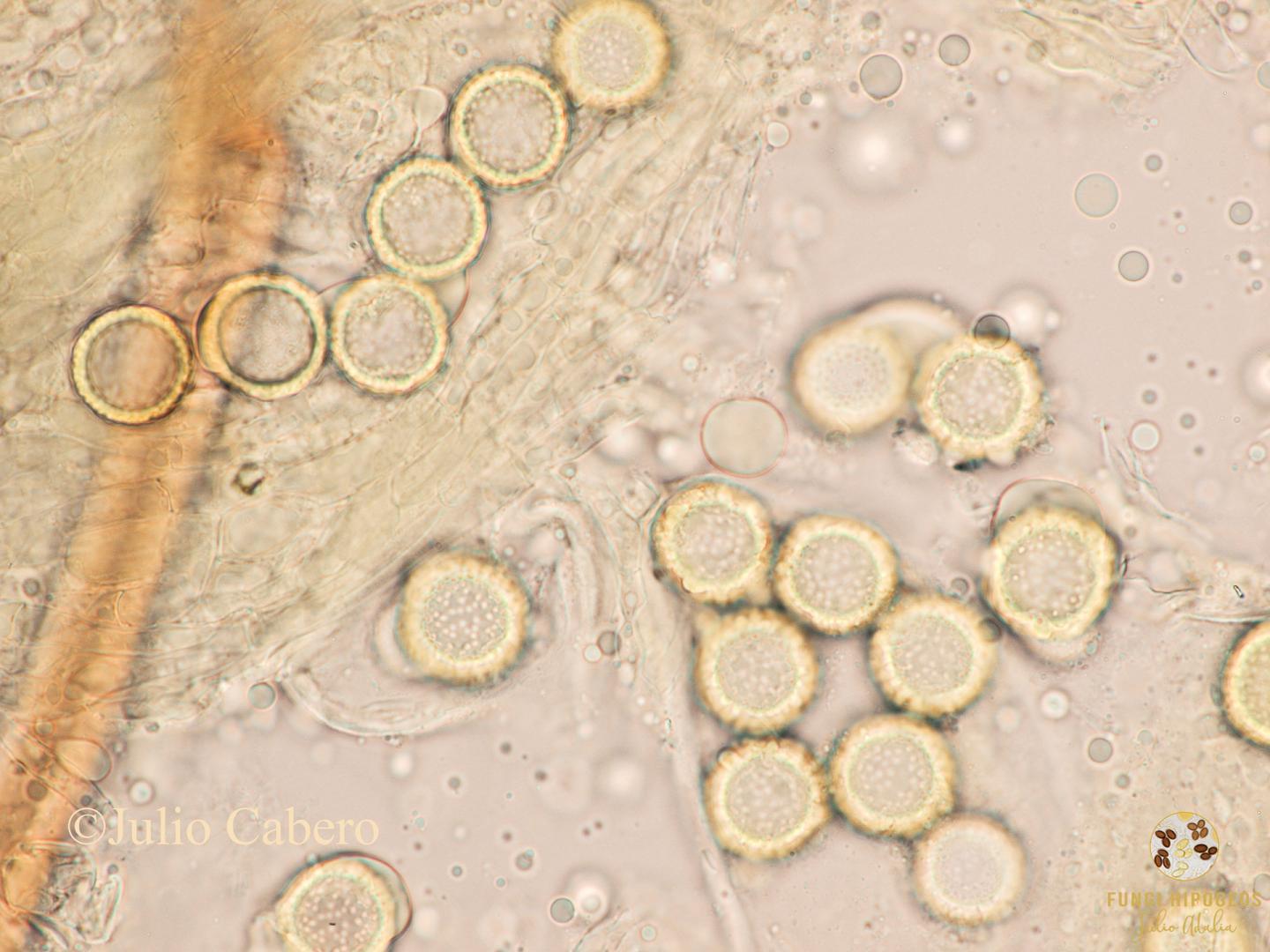 Imagen de portada 646