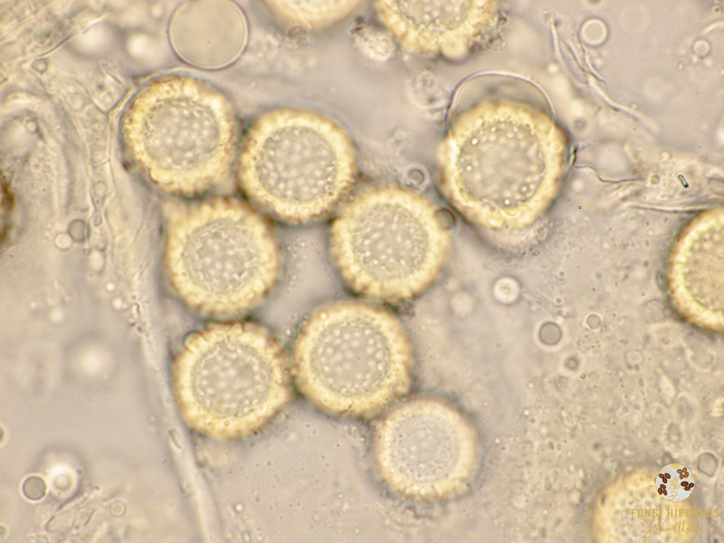 Imagen de portada 647