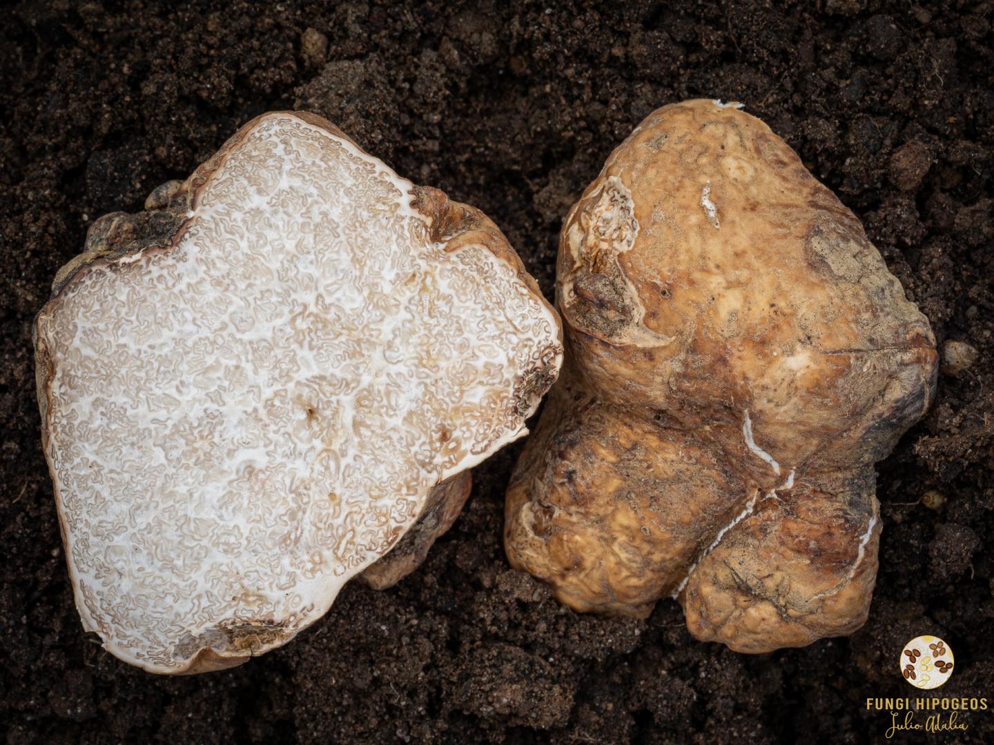 Imagen de portada 633