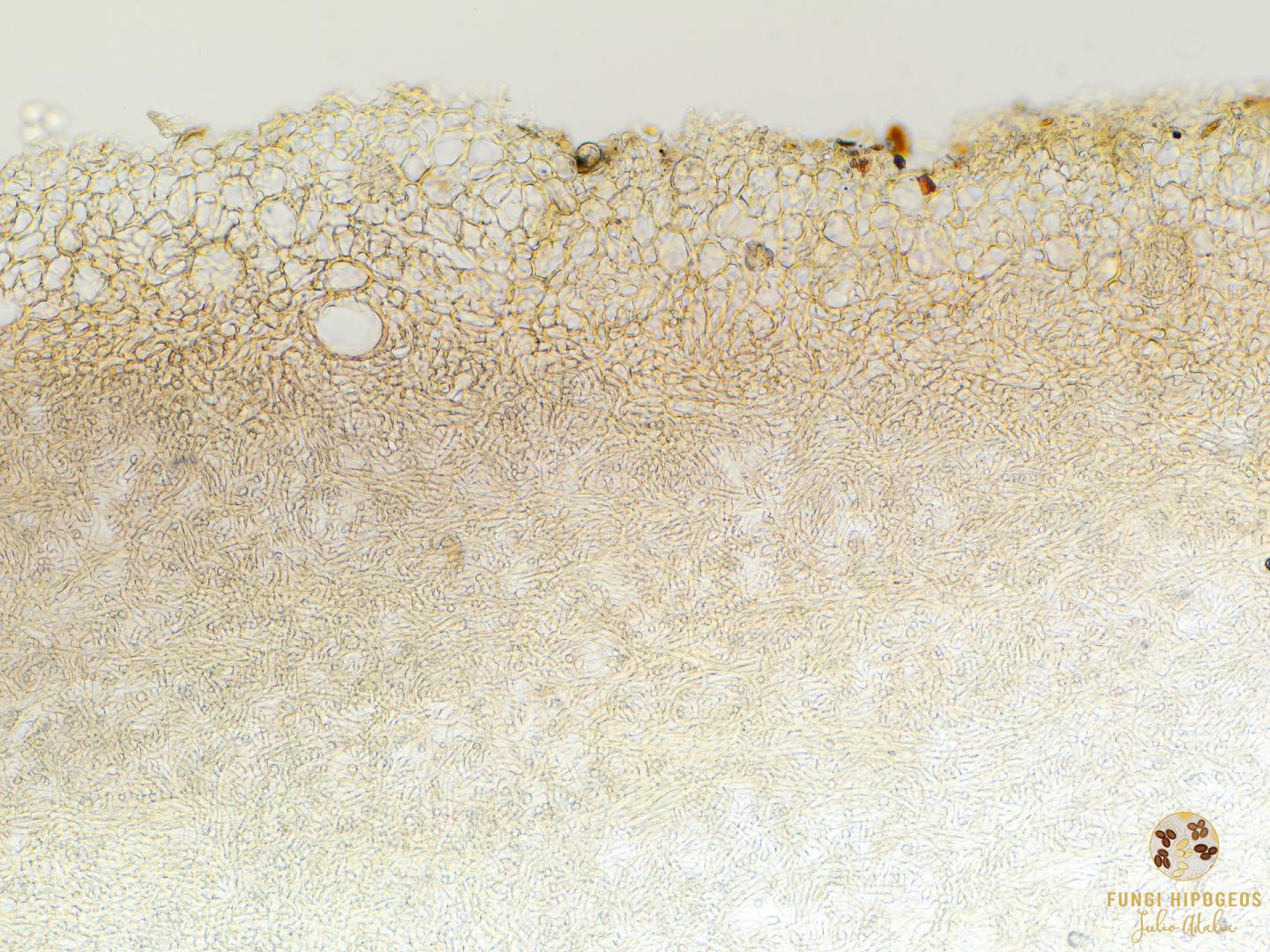 Imagen de portada 636