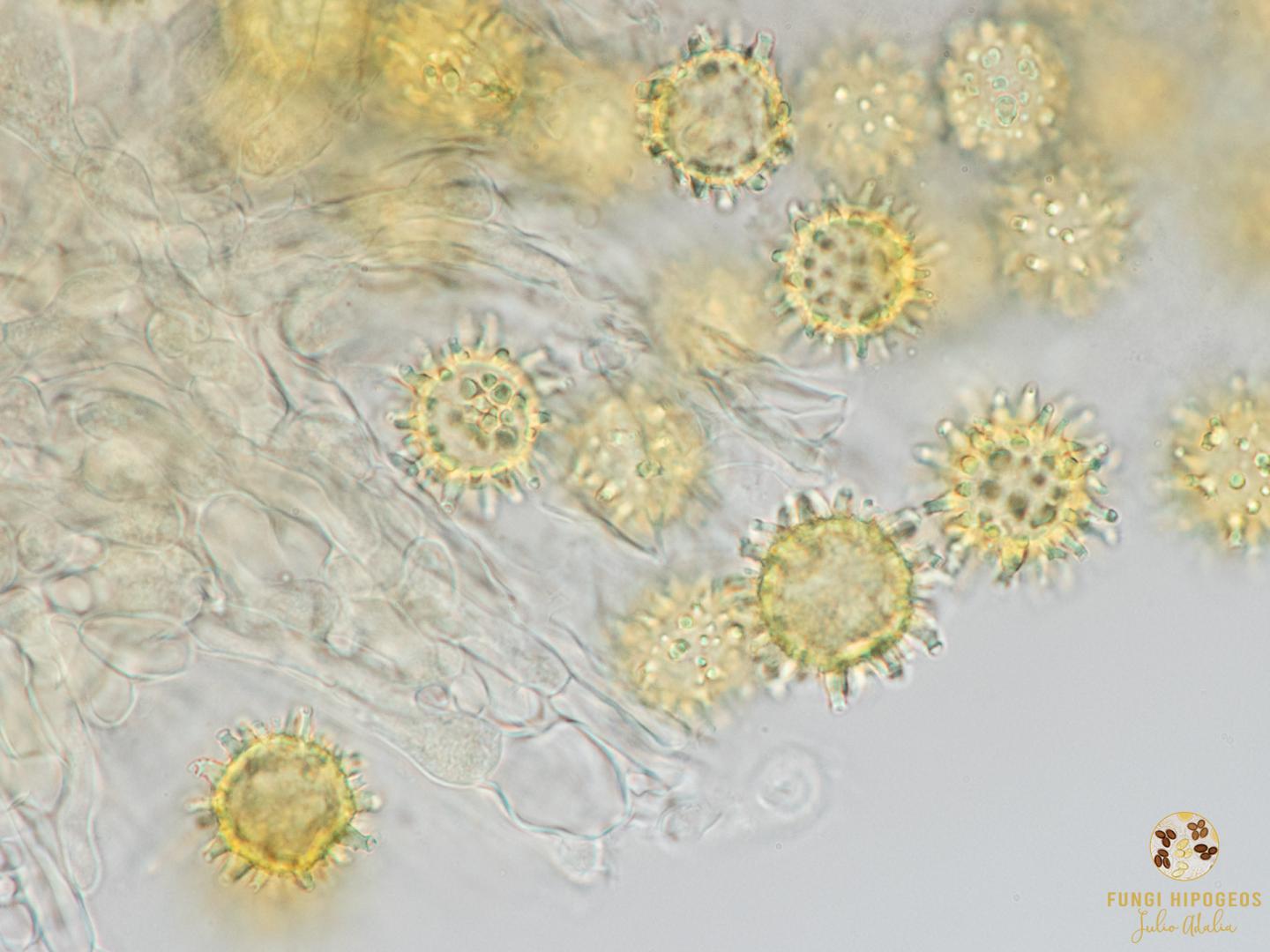 Imagen de portada 639