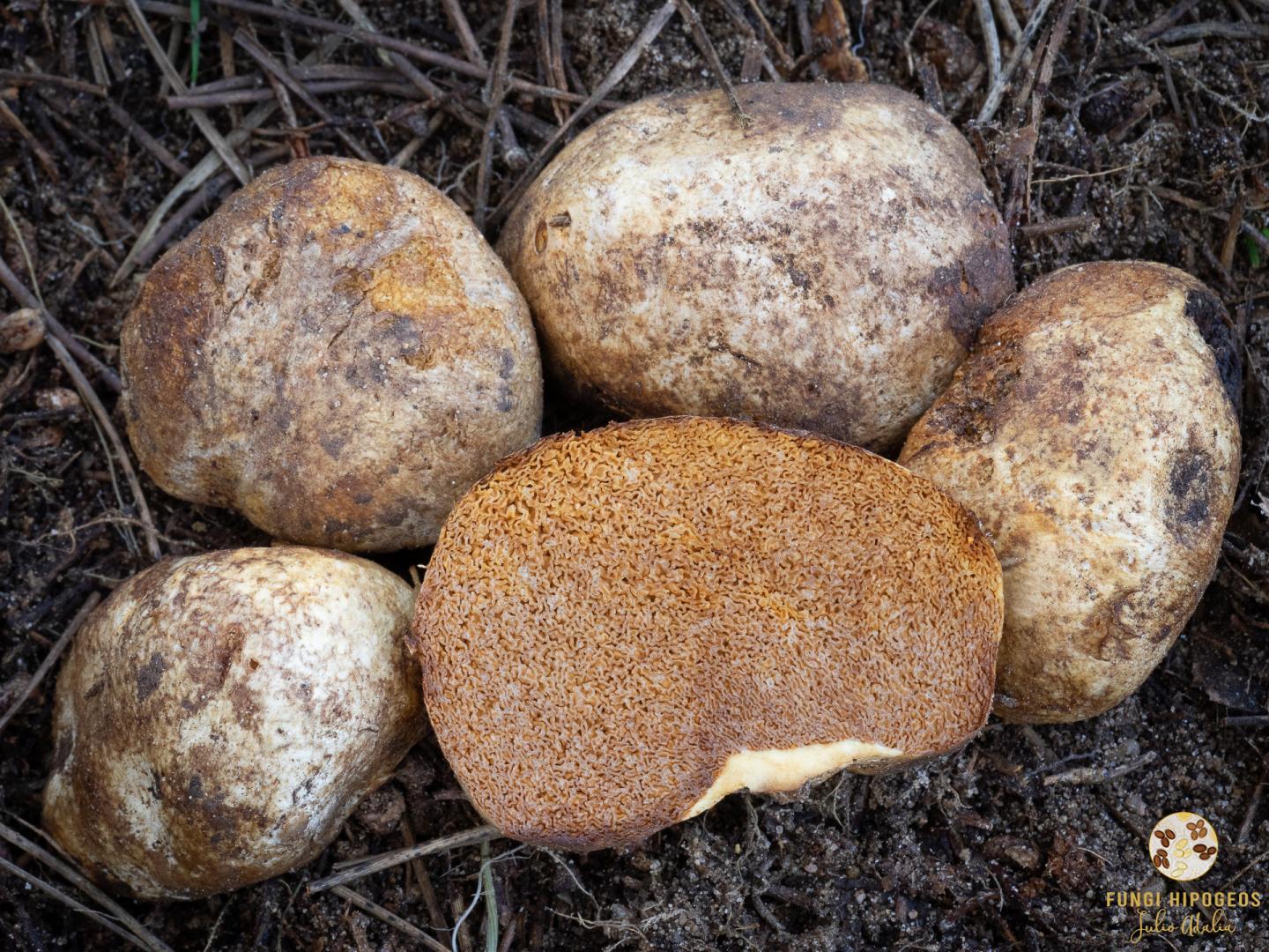 Imagen de portada 1476