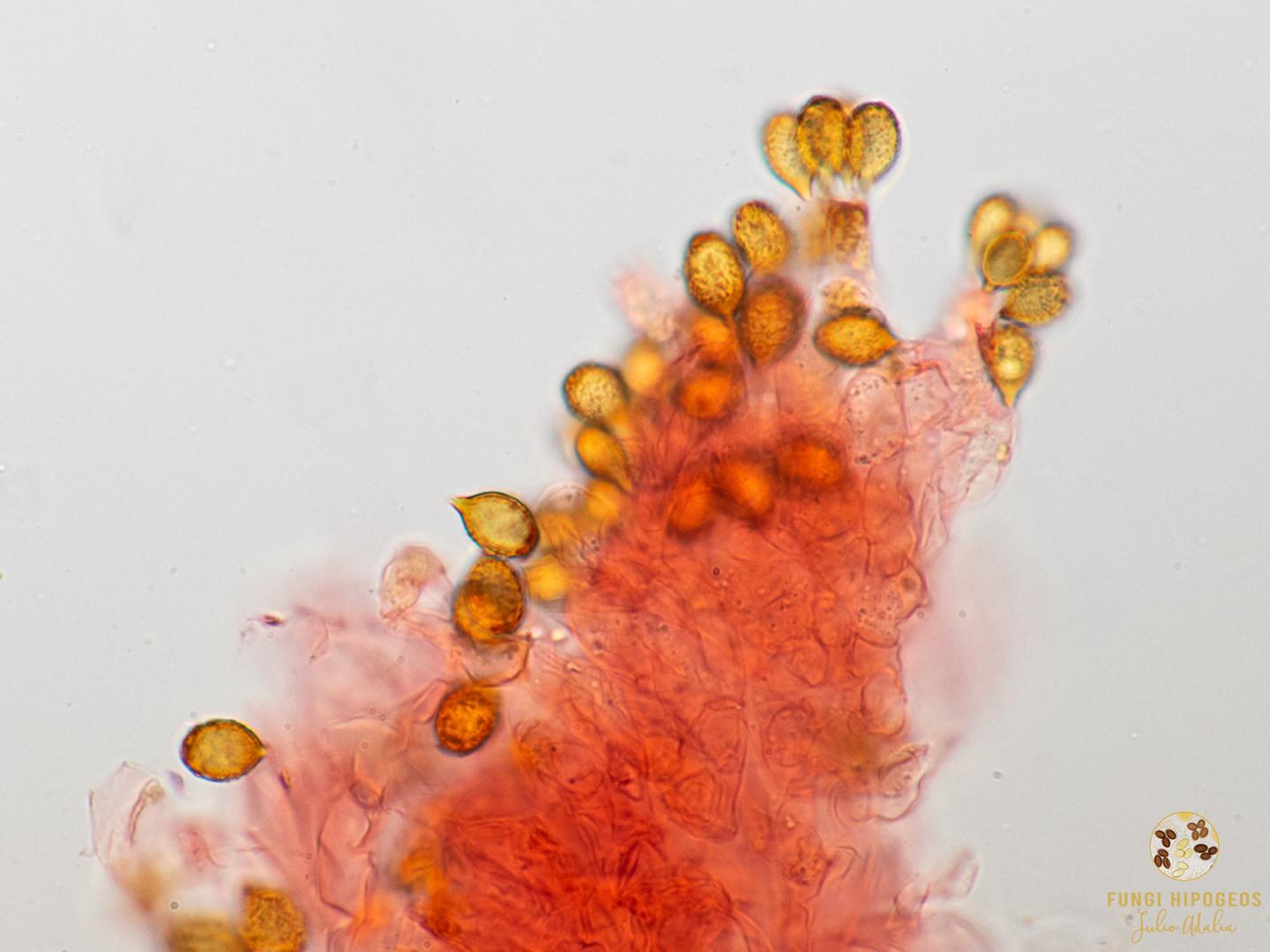 Imagen de portada 1479