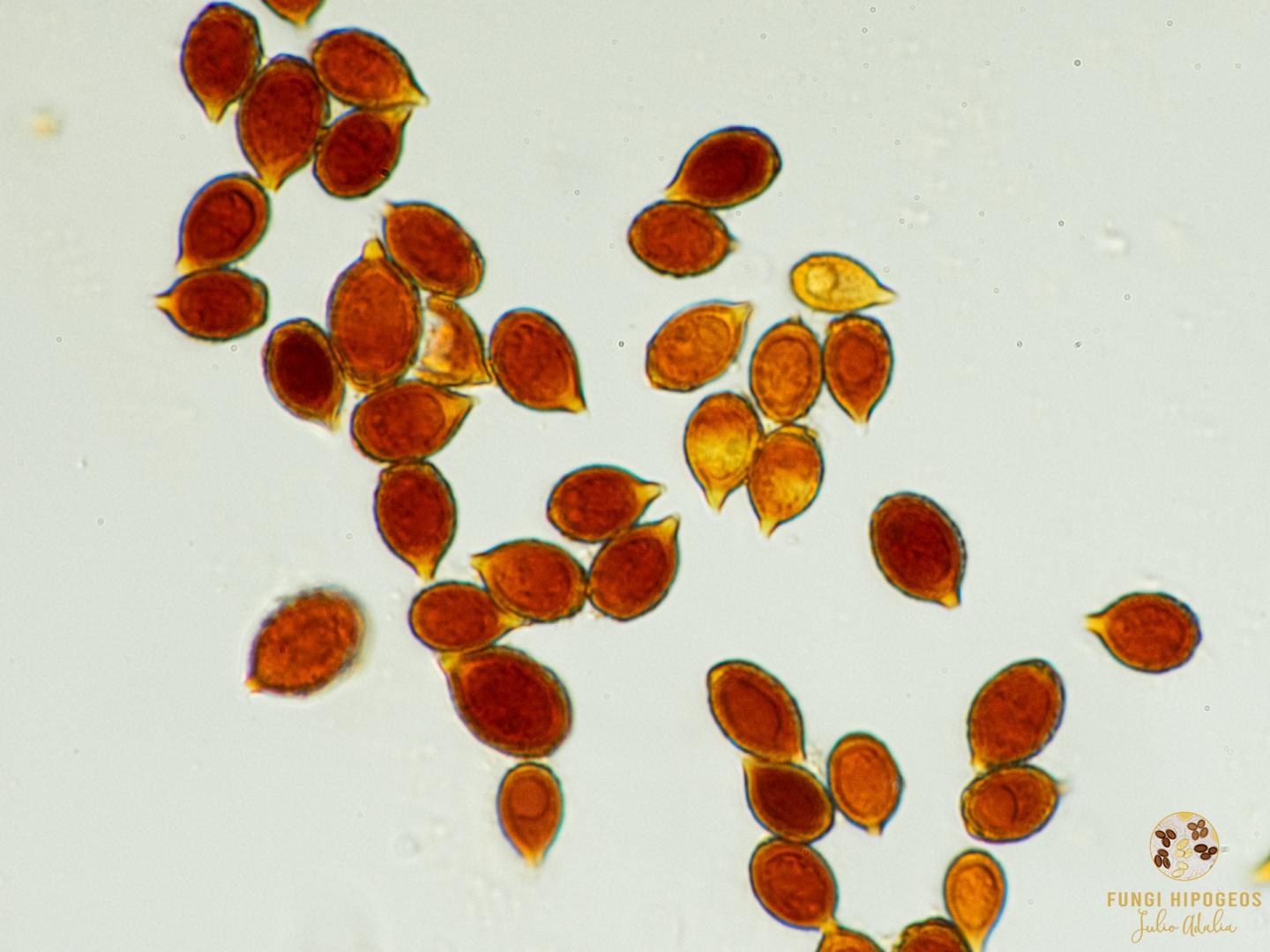 Imagen de portada 1480