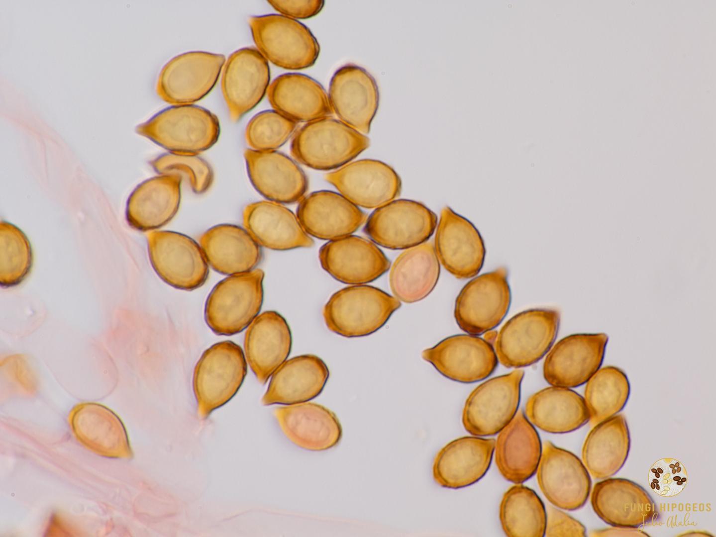 Imagen de portada 1481