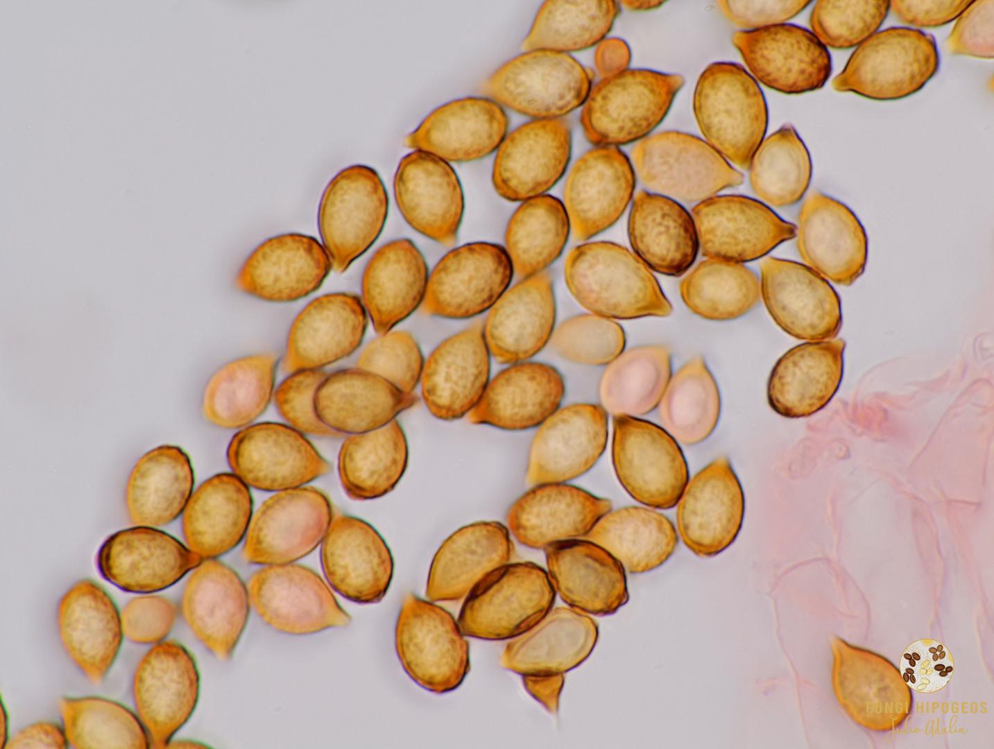 Imagen de portada 1482