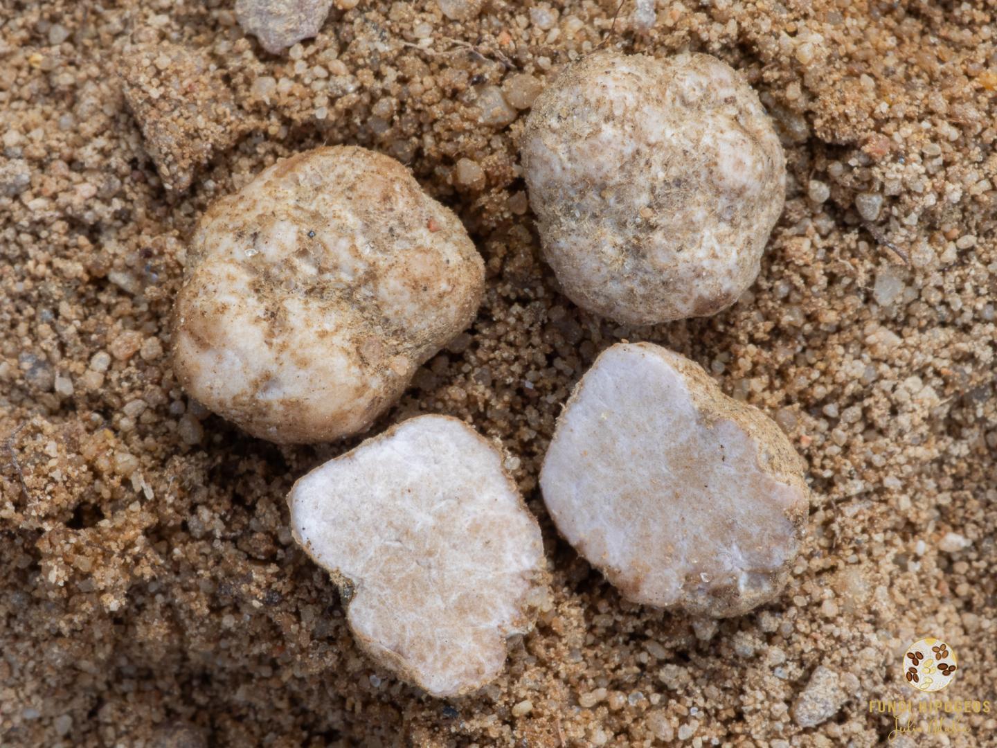 Imagen de portada 1454