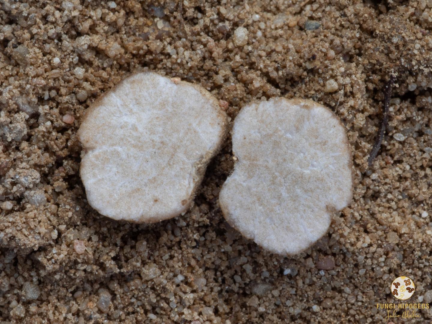 Imagen de portada 1455