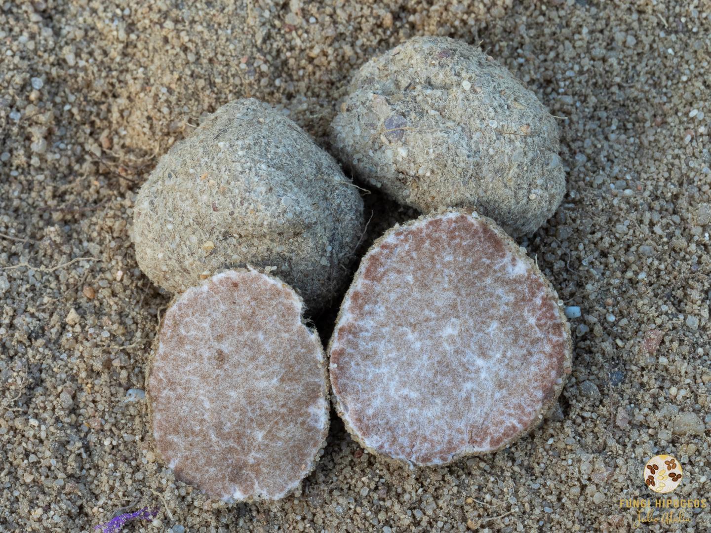 Imagen de portada 1456