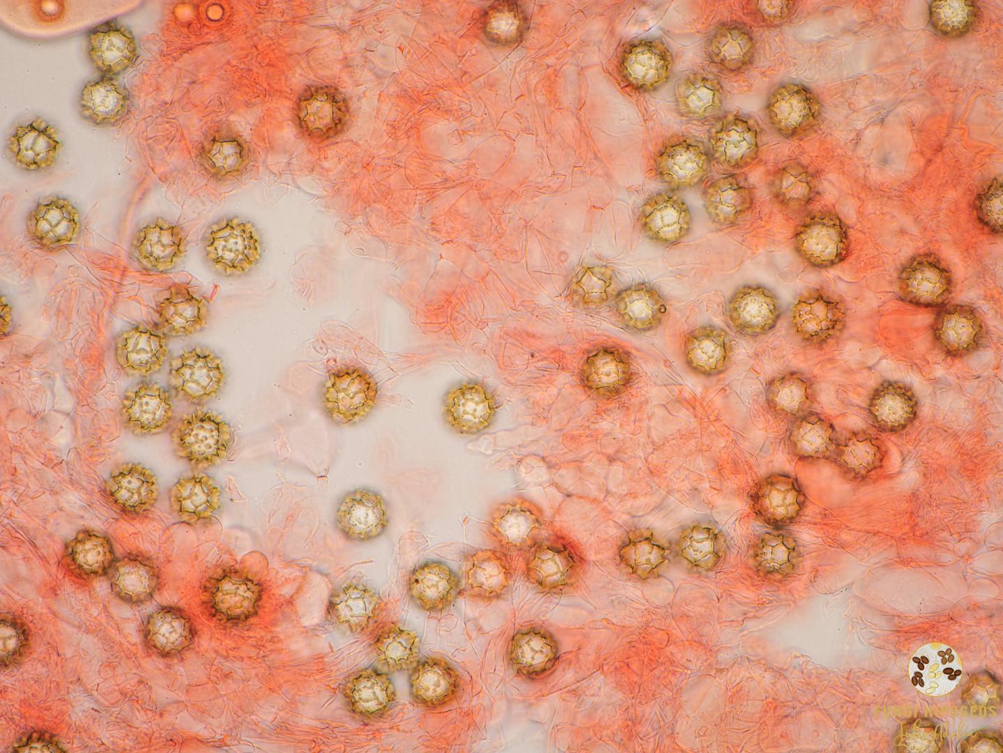 Imagen de portada 1457