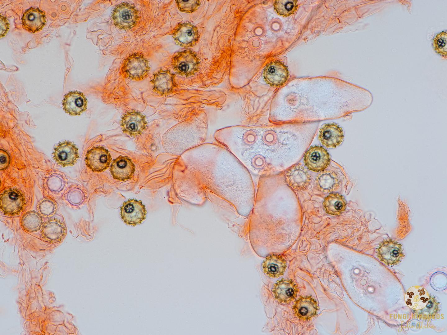 Imagen de portada 1458