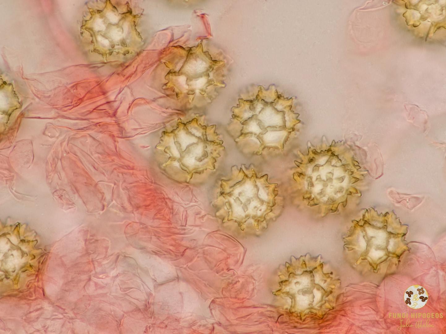 Imagen de portada 1459