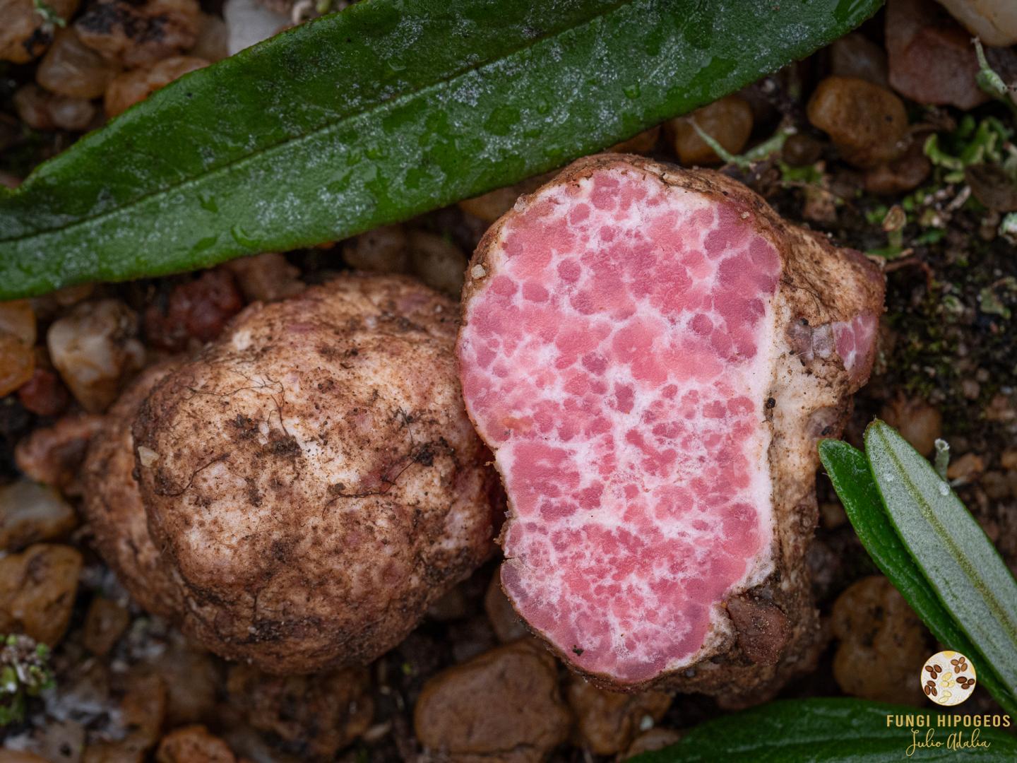 Imagen de portada 1462