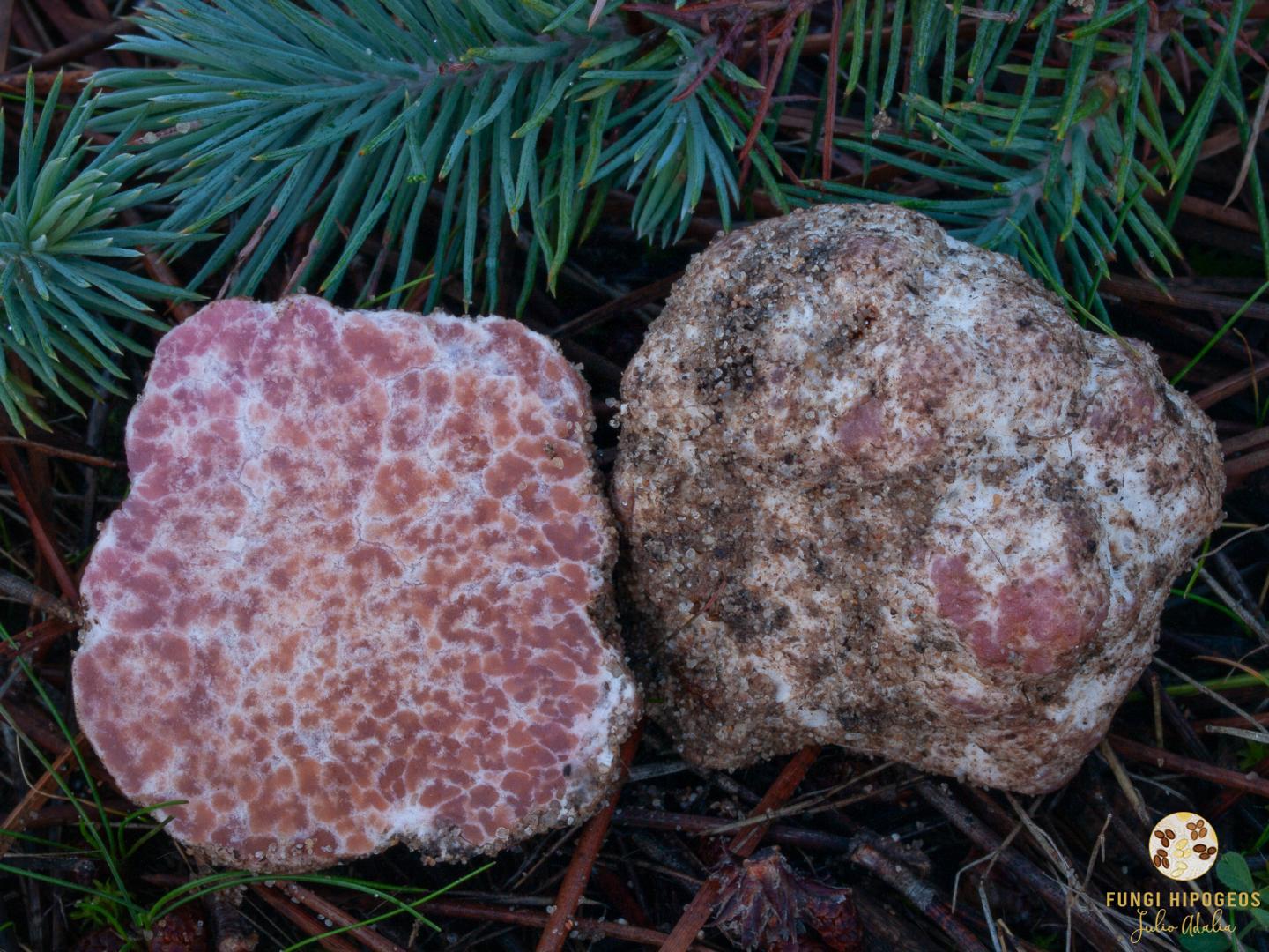 Imagen de portada 1463