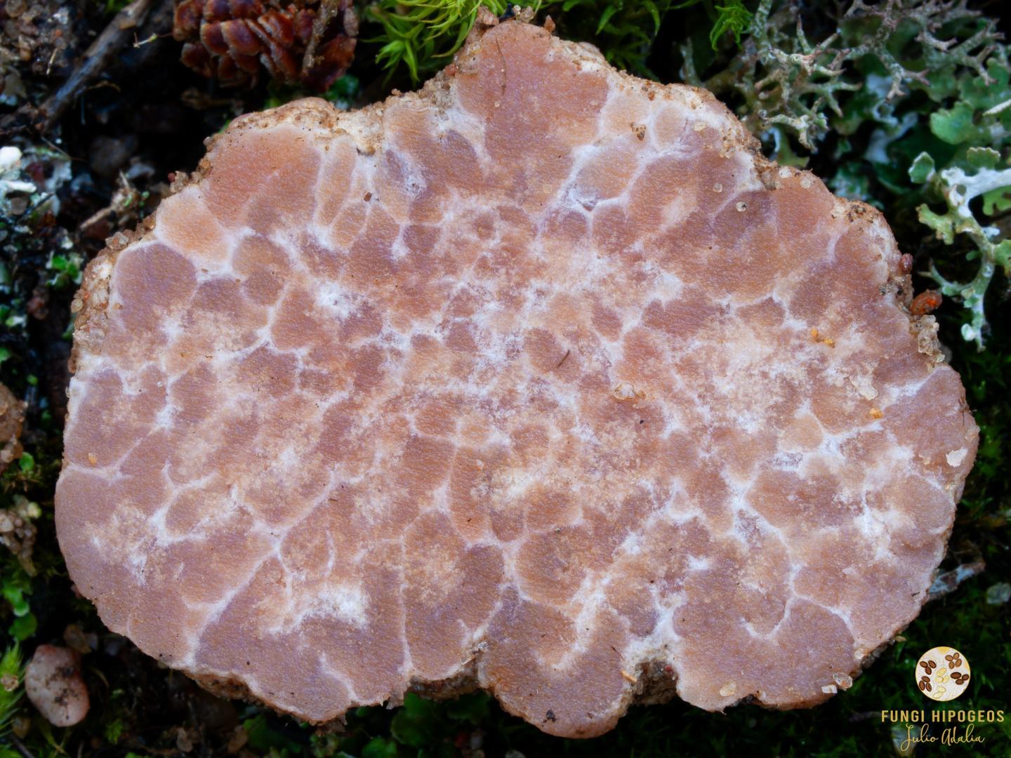 Imagen de portada 1464