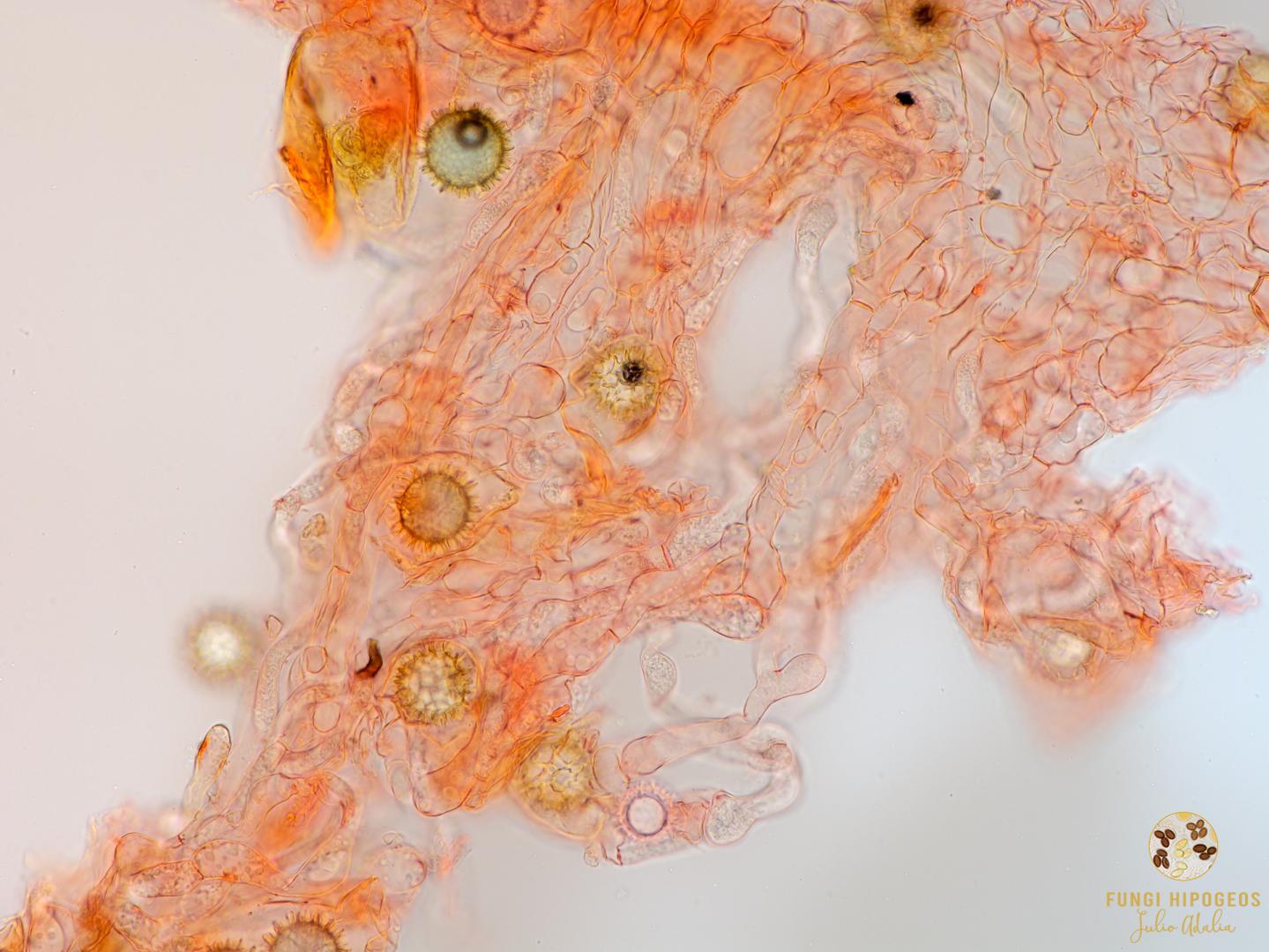 Imagen de portada 1466