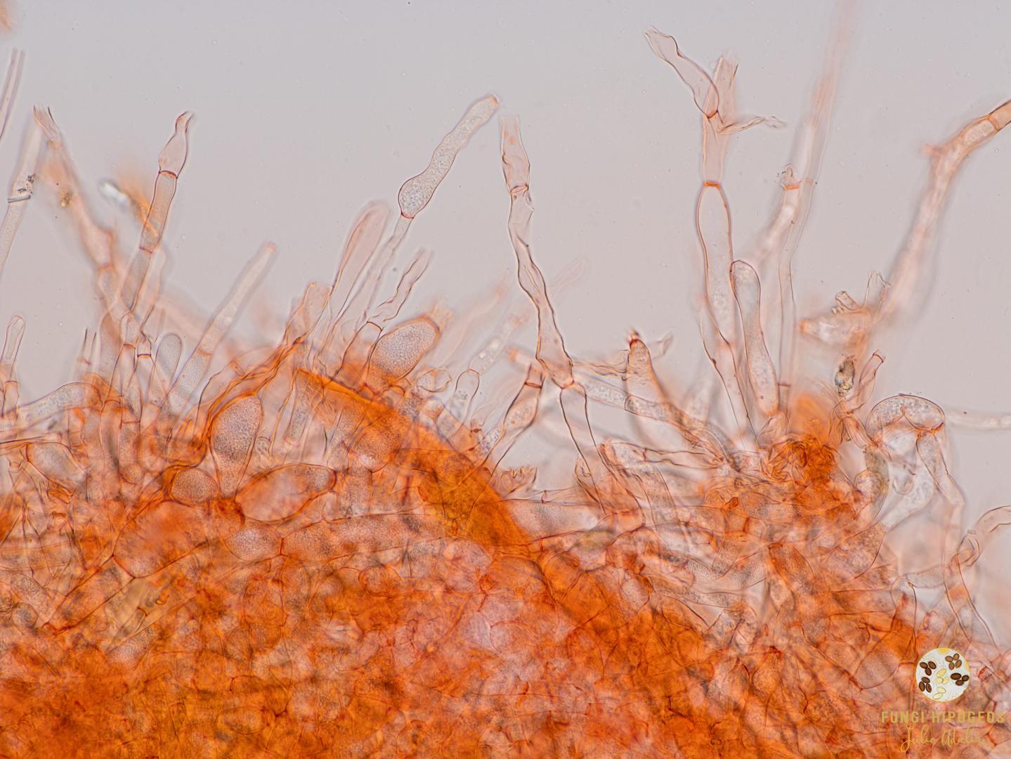 Imagen de portada 1467