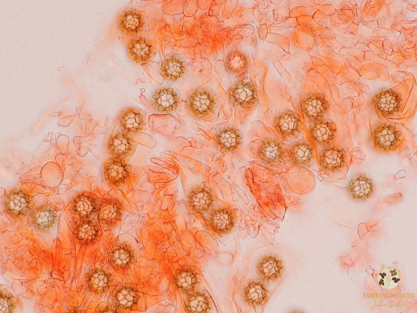 Imagen de portada 1468