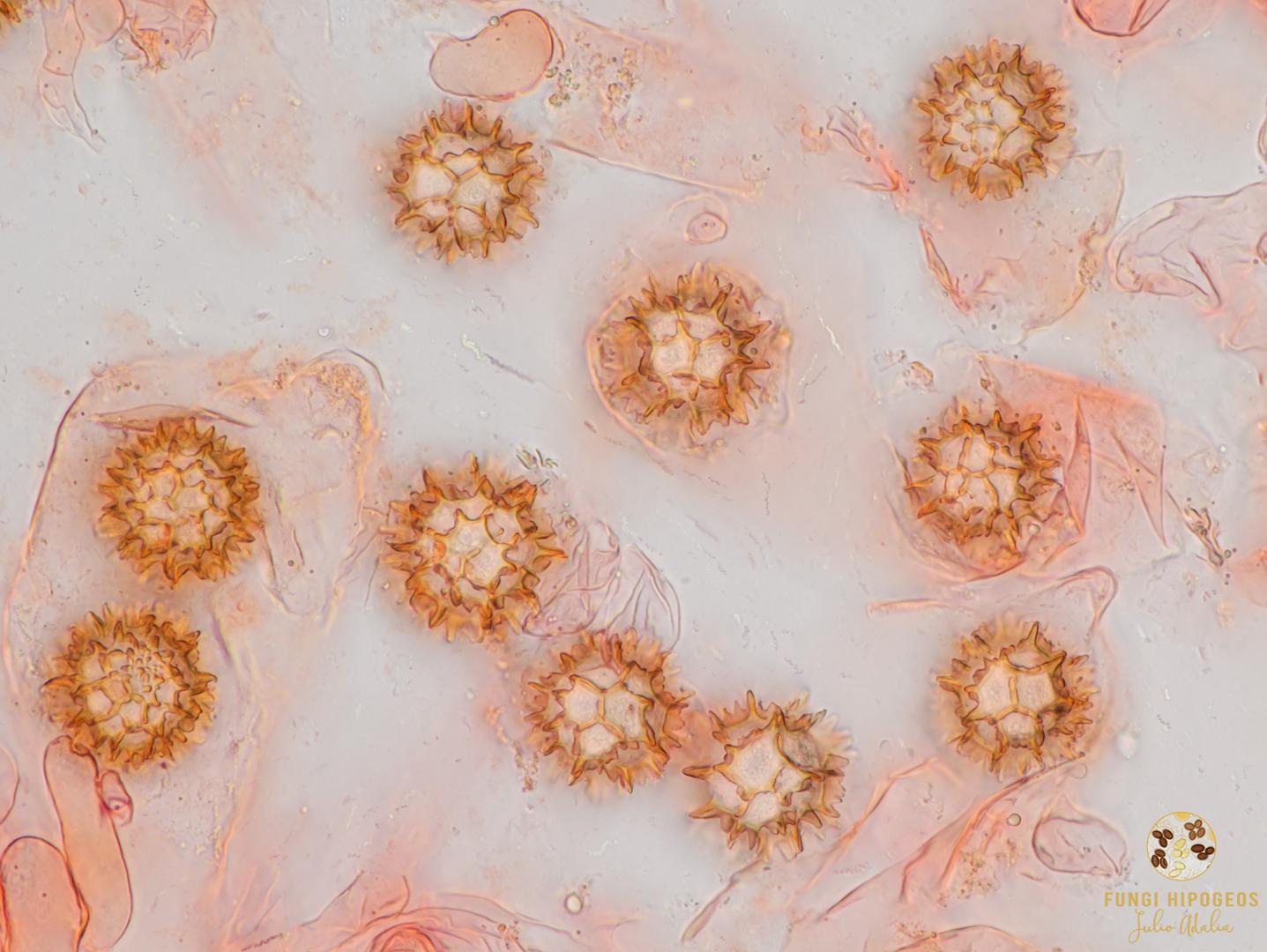 Imagen de portada 1469