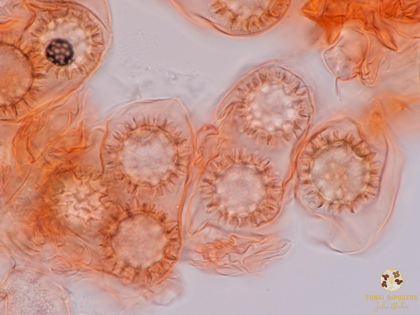 Imagen de portada 1471